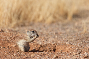 Small Arizona Sonoran desert round tailed ground squirrel pest rodent sitting above his burrow opening hole eating