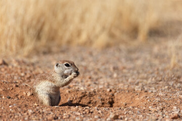 Naklejka na ściany i meble Small Arizona Sonoran desert round tailed ground squirrel pest rodent sitting above his burrow opening hole eating