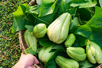 freshly picked chayote or Sechium edule with stem and leaves on basket