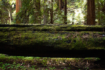 Fallen Tree Covered in Moss