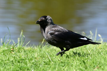 corvi neri