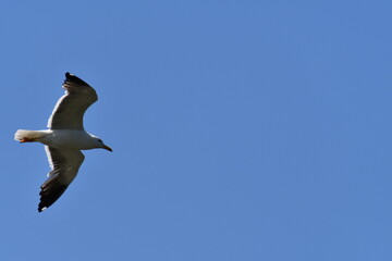 gabbiano in volo