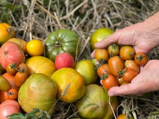 Organic tomatoes harvest in field.