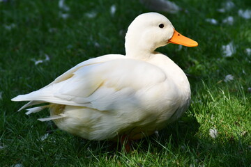 Obraz premium papera