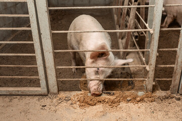 Domestic pig, in the pen of a pigsty close-up Concept of farm life