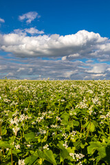 Fototapeta na wymiar Fields with flowering buckwheat on a sunny day. Blooming harvest in the fields.