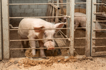 Domestic pig, in the pen of a pigsty close-up Concept of farm life