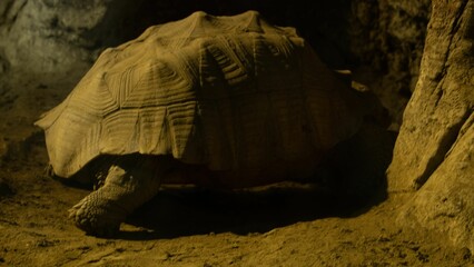 Closeup shot of a large African spurred tortoise near rocks in Chengdu Zoo, Sichuan, China