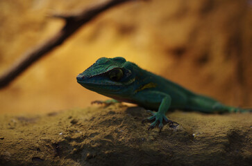 green gecko on a rock