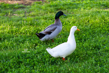 Local birds enjoying a cool spring day