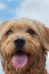 Close up of the face of a golden retriever poodle mix puppy