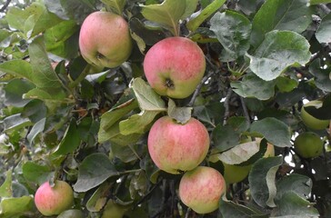 apples on tree