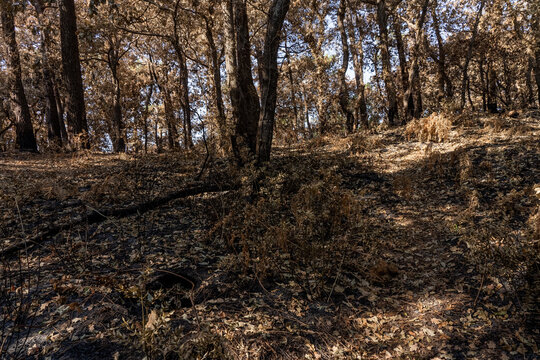 Drought in a forest. Dry summer in france with a high risk of a forest fire. High quality photo