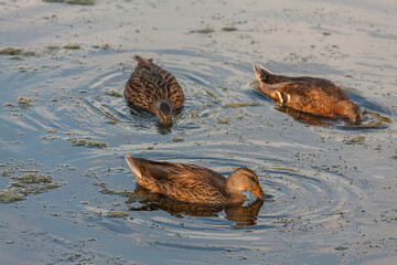 mallard ducks and white goose from a couple local parks