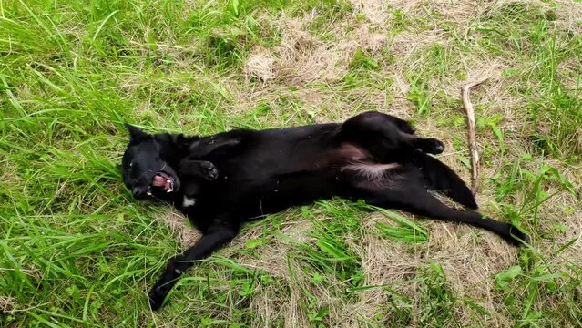Black cur dog wallows on a grass and swings at hot summer day. Happy adult dog sways on ground. Pretty dog has fun in nature swinging on the grass in park and looking at the camera