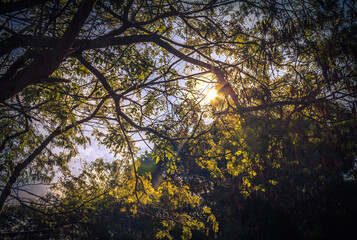 sun through the forest 