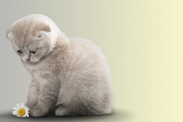 Cute cat kitten, sitting on light background.