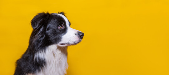 Funny portrait of cute puppy dog border collie isolated on yellow colorful background. Cute pet dog. Pet animal life concept. Banner copy space