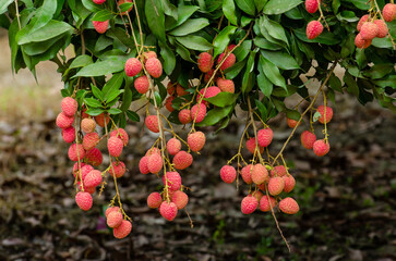 Yammi fruit Lychee from Dinajpur in Bangladesh