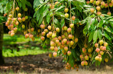 Yammi fruit Lychee from Dinajpur in Bangladesh