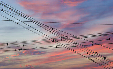 Black birds on electric wires, against the background of a romantic evening sky with clouds and rays of the sun - Powered by Adobe