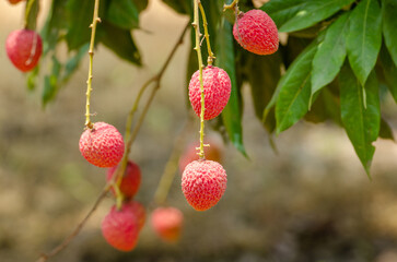 Lychee, Litchi chinensis, লিচু