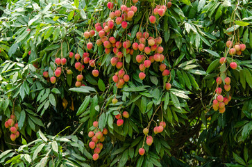 Lychee, Litchi chinensis, লিচু