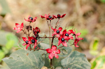 red flowers in the garden