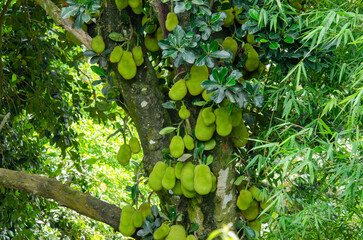 Jack Fruit in Tree
