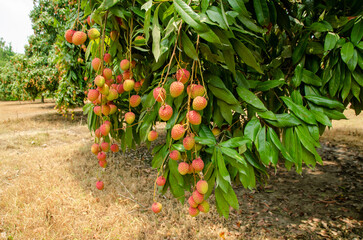 Lychee, Litchi chinensis, লিচু