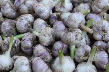 Fresh, freshly dug out of the ground garlic, drying in the sun