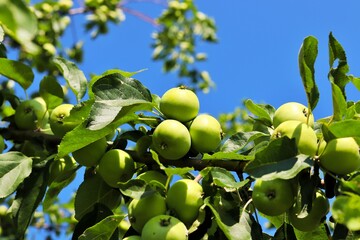 Fototapeta premium green apples in large numbers on a tree branch, against a blue sky