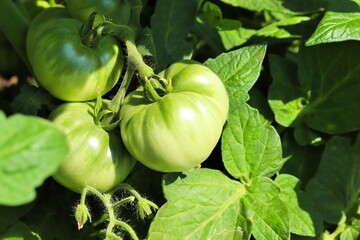 Fototapeta premium Unripe green tomatoes on a bush branch