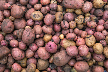 Different varieties of fresh potatoes in the field. Background from the harvested crop