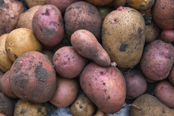 Fresh organic potatoes in the field, close-up