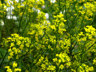 yellow rapeseed (Brassica napus L, surepka) blooms in summer