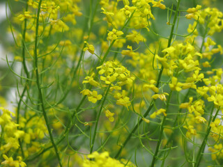 yellow rapeseed (Brassica napus L, surepka) blooms in summer