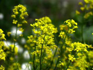 yellow rapeseed (Brassica napus L, surepka) blooms in summer