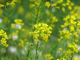 Fototapeta premium yellow rapeseed (Brassica napus L, surepka) blooms in summer