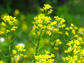 yellow rapeseed (Brassica napus L, surepka) blooms in summer