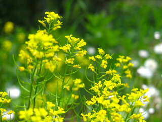 Obraz premium yellow rapeseed (Brassica napus L, surepka) blooms in summer