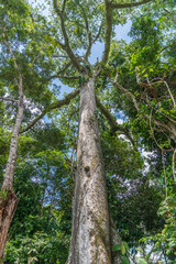 Fototapeta premium A giant tree in the Amazon rainforest