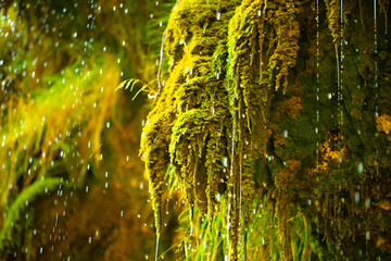 Green moss wall in Iceland with dripping water droplets. Beautiful tropical background at the...