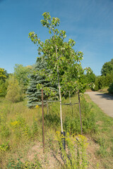 Obraz premium Young maple is planted with two supports