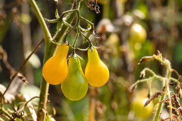 Three yellow pear tomatoes grow on a branch in the vegetable garden. Homegrown organic vegetables. Organic natural food.