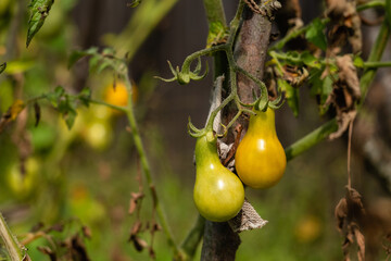Yellow tomatoes pear shaped ripen on a branch in the garden. Homegrown vegetables. Harvest time.