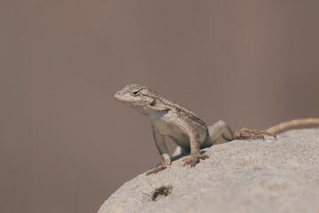 There are many types of reptiles in California. Including lizards, which are active mainly during the day and are very curious.