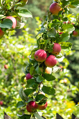 Branch with ripe red apples and green leaves. Harvest time. Organic garden product.