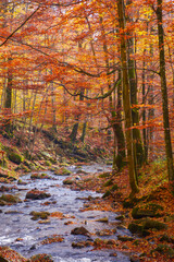 water stream in the beech woods. wonderful nature landscape in fall season. scenery with trees in...