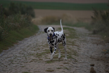 le dalmatien dans les champs du nord de la france